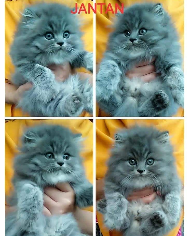 Jantan & Betany - Image 2